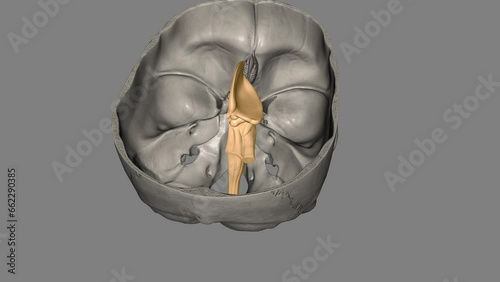 brainstem is the bottom, stalklike portion of your brain. It connects your brain to your spinal cord . photo