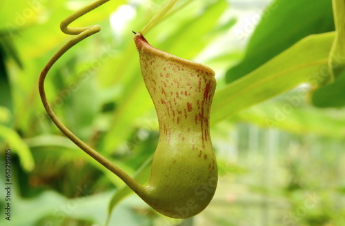 Close up photo of Nepenthes burkei,a carnivorous tropical pitcher plant native to the Philippines.