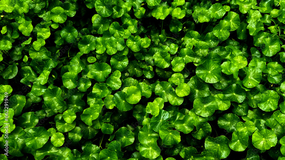 Green leaves with raindrops in the garden for background. Green leaves with raindrops in the garden for background.