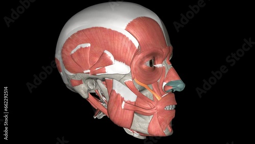 Zygomaticus minor is a thin paired facial muscle extending horizontally over the cheeks. photo