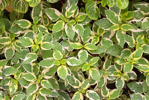 Asystasia Gangetica Variegata or is also called Chinese Violet, which planted along the pavement side. photo