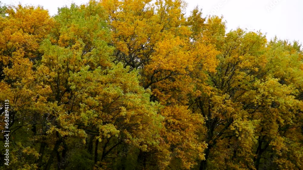 Autumn trees in the city park. Autumn trees in the city park.