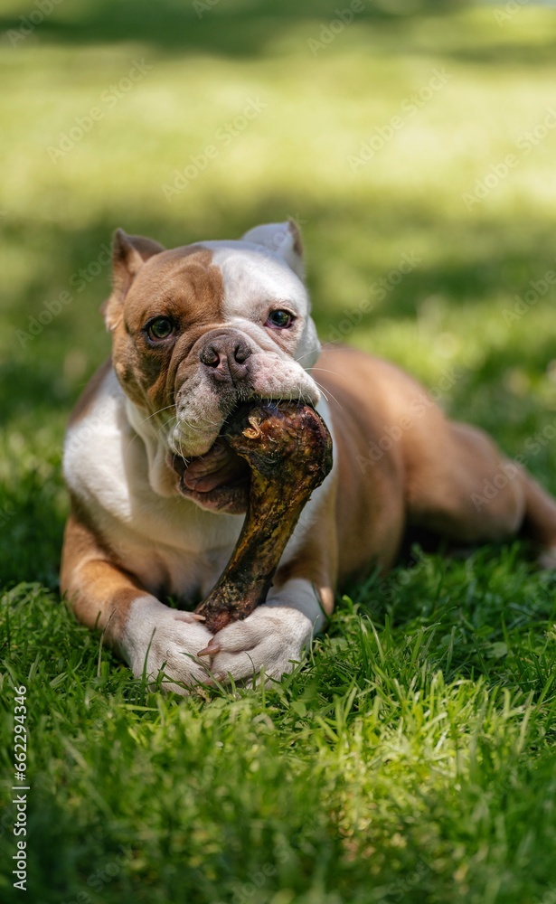 english bulldog puppy in the park sitting on the grass posing with his bone