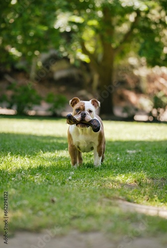 English bulldog puppy in the park with a bone in his mouth