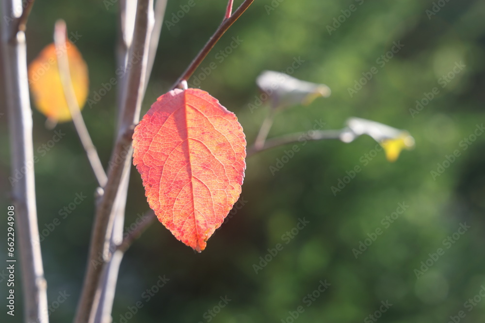 colorful autumn leaf hanging on a tree branch. autumn apple tree leaf. colorful autumn leaf hanging on a tree branch. autumn apple tree leaf.