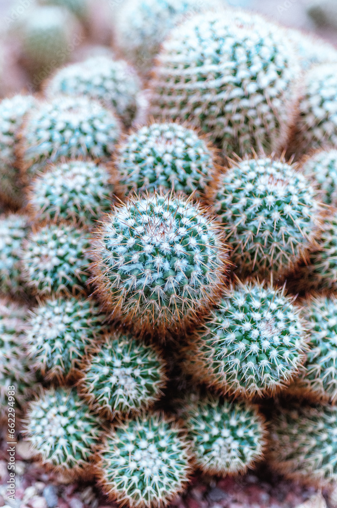 Close up of cluster cacti. Close up of cluster cacti.