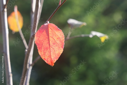 colorful autumn leaf hanging on a tree branch. autumn apple tree leaf.
