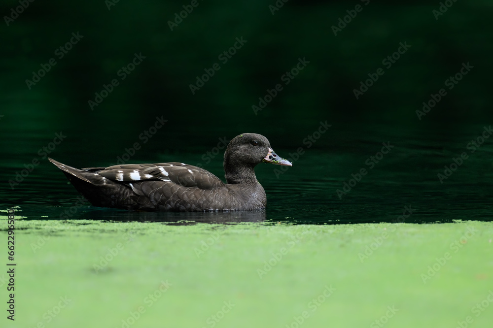 A closeup of an African black duck on a pond with a blurry background A closeup of an African black duck on a pond with a blurry background