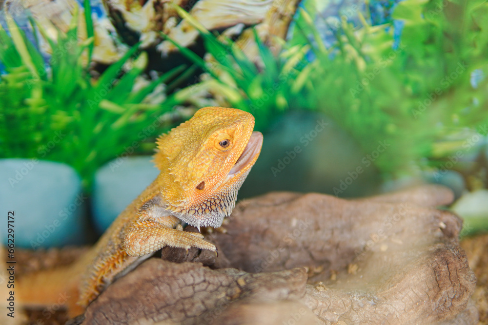 Obraz premium Pogona vitticeps, the central (or inland) bearded dragon, is a species of agamid lizard occurring in a wide range of arid to semiarid regions of Australia.