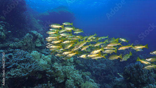 Underwater photo of school of fish at a coral reef © Johan