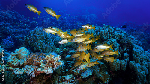 Fototapeta Naklejka Na Ścianę i Meble -  Underwater photo of school of fish at a coral reef