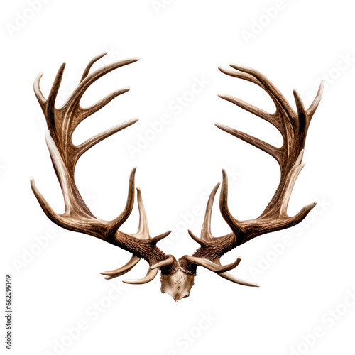 Deer antlers. Isolated on transparent background. 