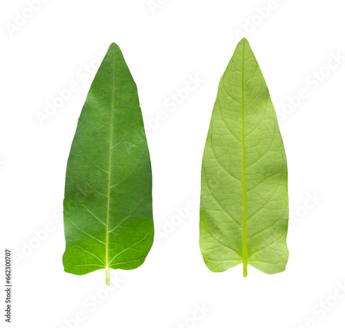 Double sided green leaves on transparent background, foliage texture