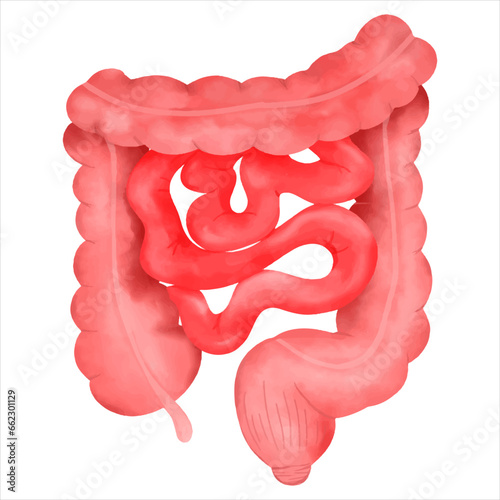 The small Intestine and  Large Intestine in human body.