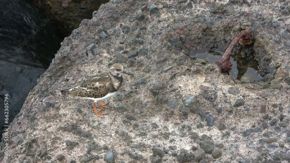 A turnstone bird on the rocky coast of Tenerife.