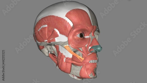 The zygomaticus major muscle is a muscle of the face . photo