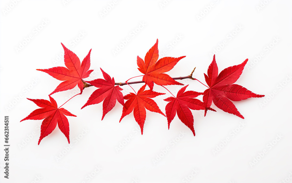 Red maple leaves on white background,created with Generative AI tecnology. Red maple leaves on white background,created with Generative AI tecnology.