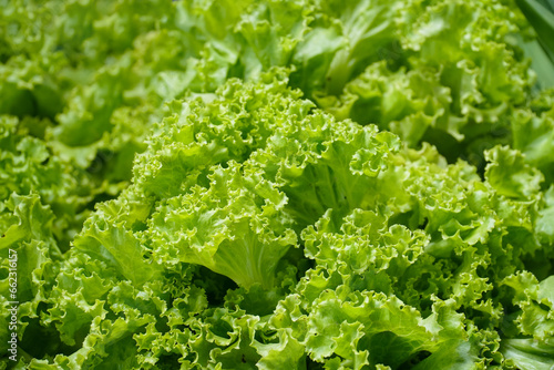 close up fresh lettuce. (Salad Bowl Green Organic). Fresh lettuce leaves, close up. photo