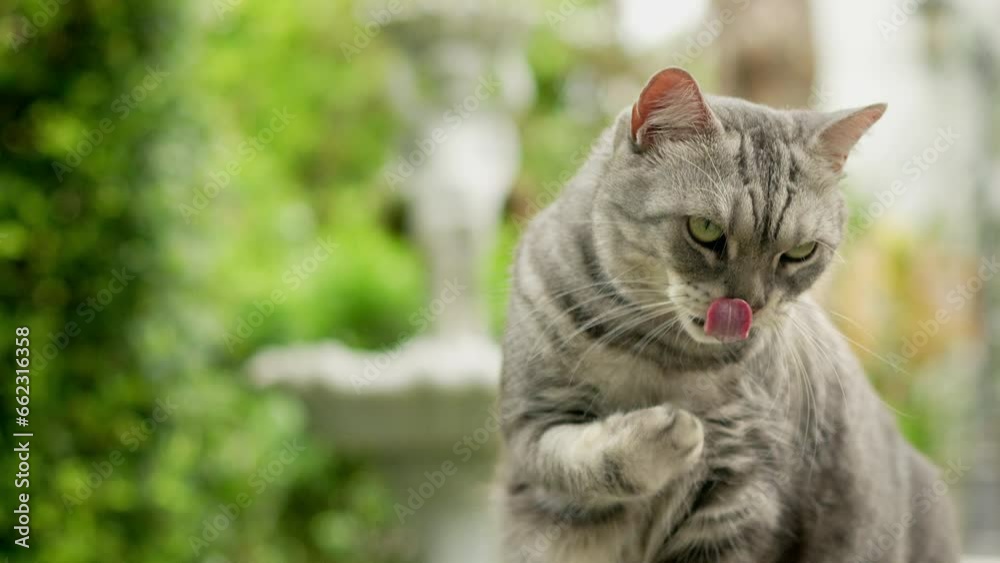 In the garden next to the house The gray tabby cat was happily grooming himself by licking his hand after he had had enough.