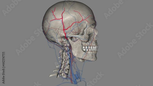 The superficial temporal artery is a terminal branch of your external carotid artery, which is in your neck . photo
