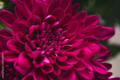 dahlia flower © Grzegorz
