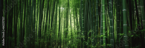 Bamboo forest in Japan