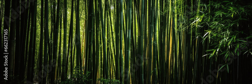 Bamboo forest in Japan