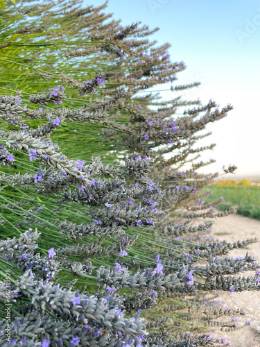 Large bush of blooming lavender, outdoor in daylight with dirt road and vineyard on background