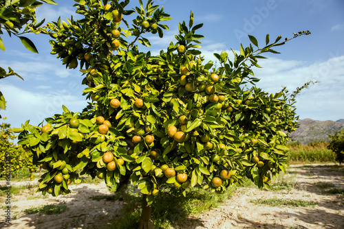 drzewko dojrzewających mandarynek na plantacji 