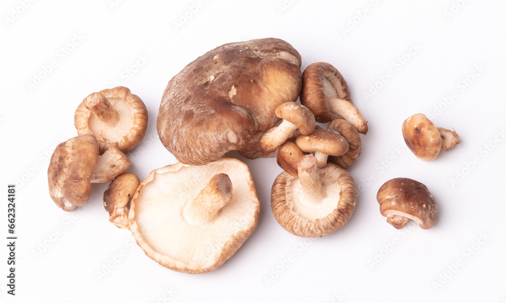 Fresh shiitake mushrooms on white background Fresh shiitake mushrooms on white background