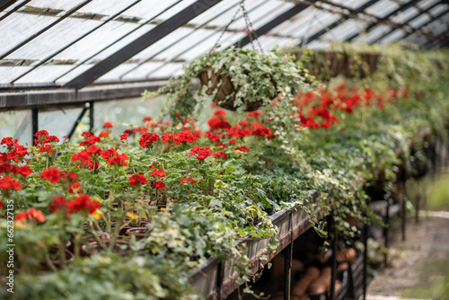 Greenhouse full of plants. Flower pots suspended from ceiling, fertilized beds with seedlings placed in row. Nursery plant, glasshouse, spring season concept. Soft focus