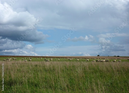 plaine de moutons