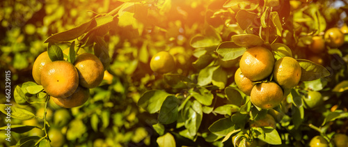 Dojrzewające mandarynki na drzewie na plantacji mandarynek
