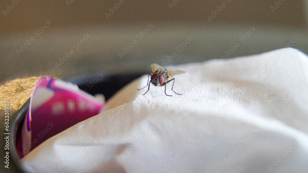 House fly on a tissue sheet. macro shoot with copy space. selective focus House fly on a tissue sheet. macro shoot with copy space. selective focus
