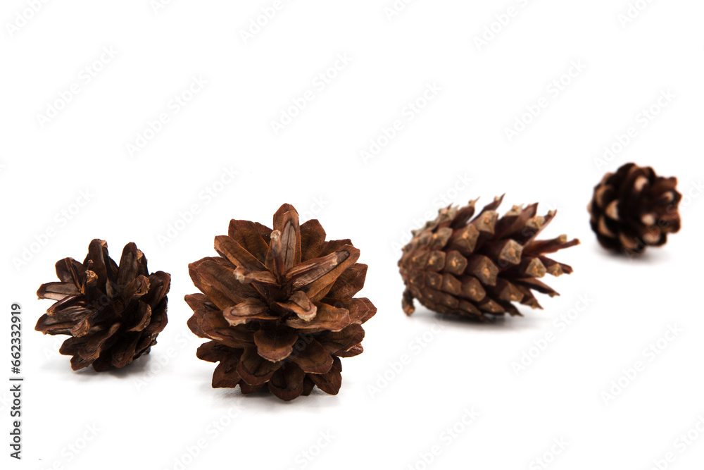 Pine cones isolated on a white background. Pine cones isolated on a white background.