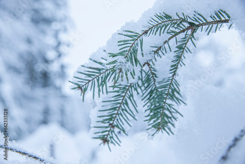 Schneebedeckte Tannenzweige im Winter bei Schneefall im Wald
