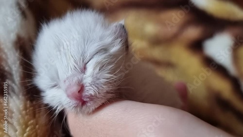 white newborn kitten,  sleeping in hands