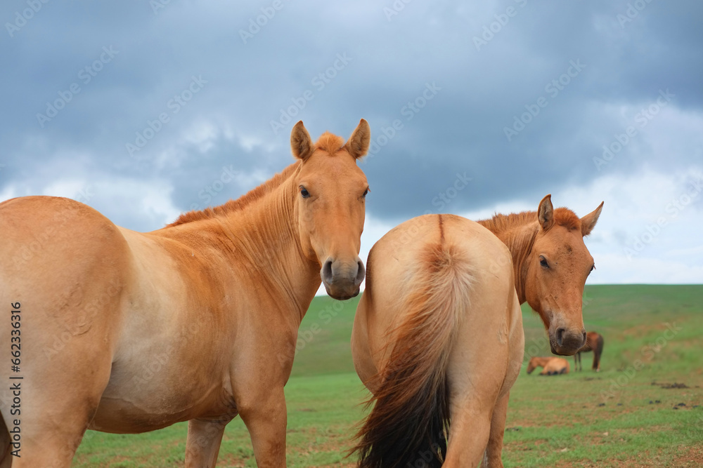 モンゴルの遊牧民の馬