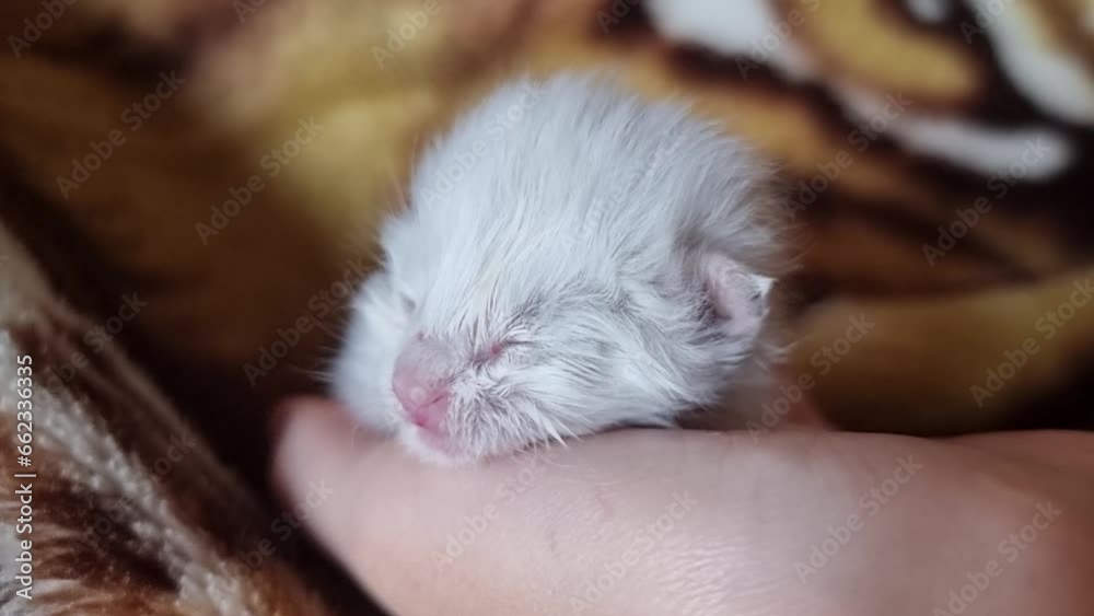 white newborn kitten, foundling, sleeping in hands white newborn kitten, foundling, sleeping in hands
