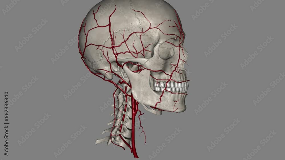 External Carotid Artery External carotid artery