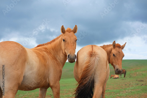 モンゴルの遊牧民の馬