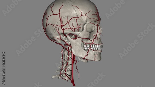 Arteries of the head and neck External carotid arteries Internal carotid arteries Vertebral arteries . photo