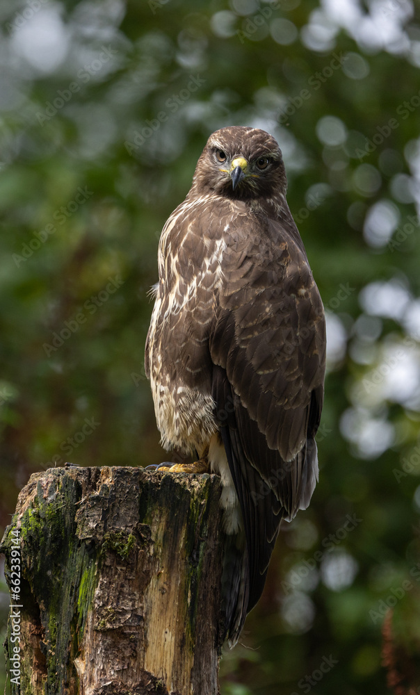 Common buzzard