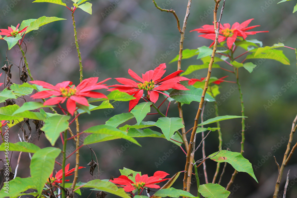 a Red poinsettia flower, the flower at nature a Red poinsettia flower, the flower at nature