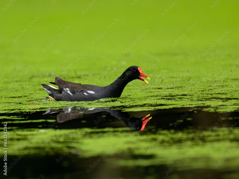 Common Moorhen or Eurasian Moorhen swimming on algae bloom pond Common Moorhen or Eurasian Moorhen swimming on algae bloom pond