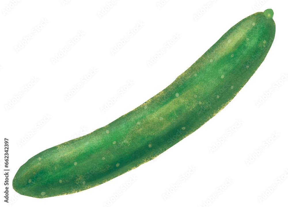 キュウリ 野菜 キュウリ 野菜