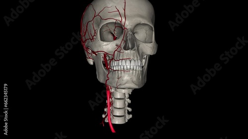 Right common carotid artery 3d photo