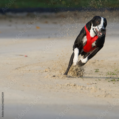Frontview of a fantastic fast turning black and white greyhound on sand race track in Chatillon la palus, France. It's wearing a racing red coat.