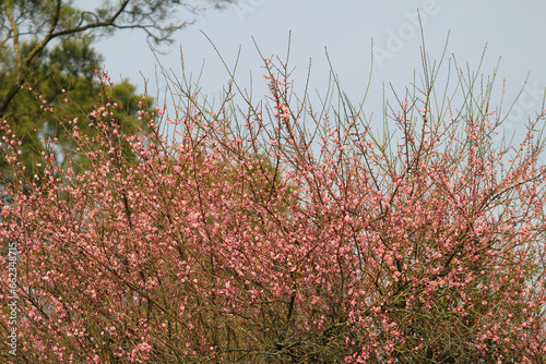 a pink blossom sukura flowers on a spring day photo