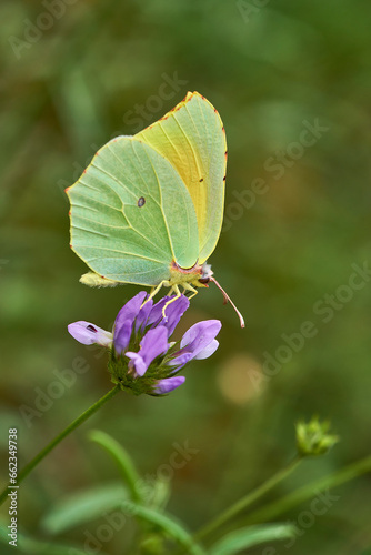 Butterfly Gonepteryx rhamni © David Casares Photo